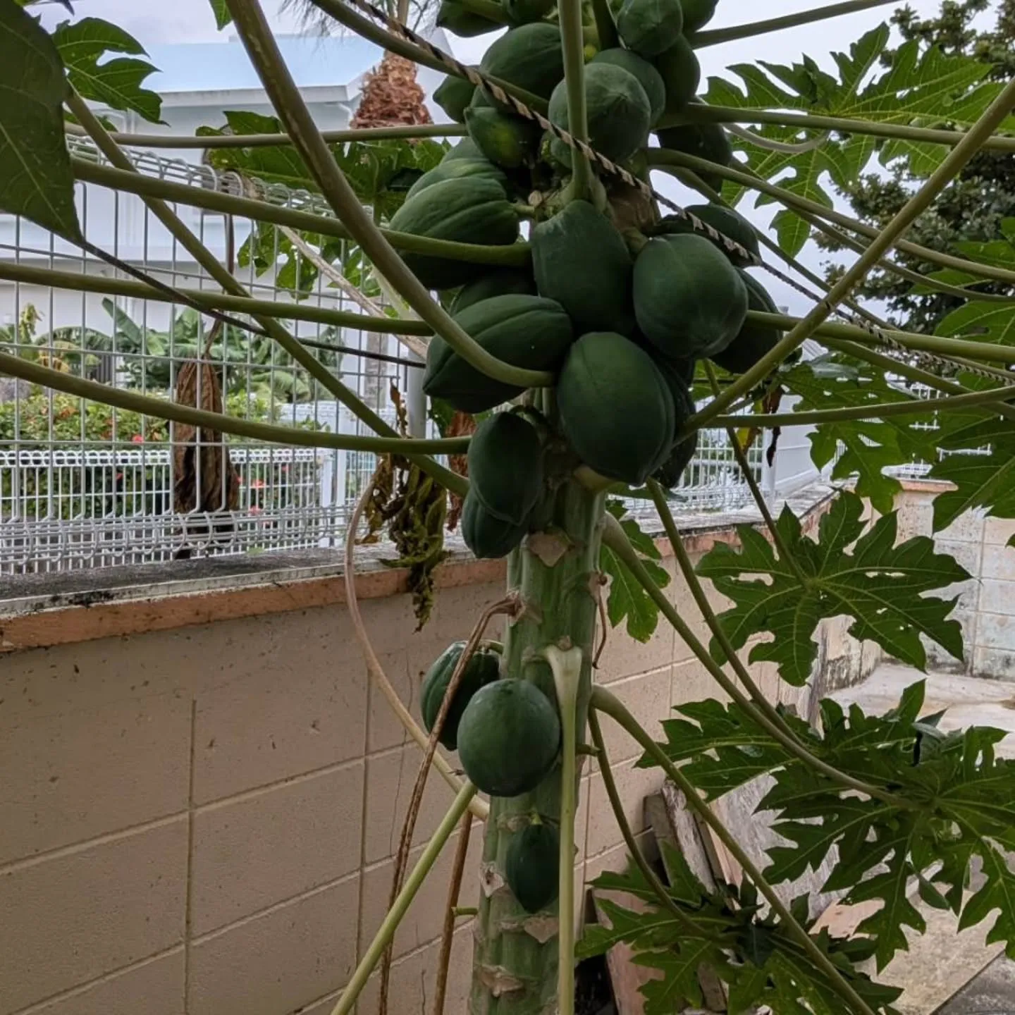 このパパイヤが、この料理になりました👏